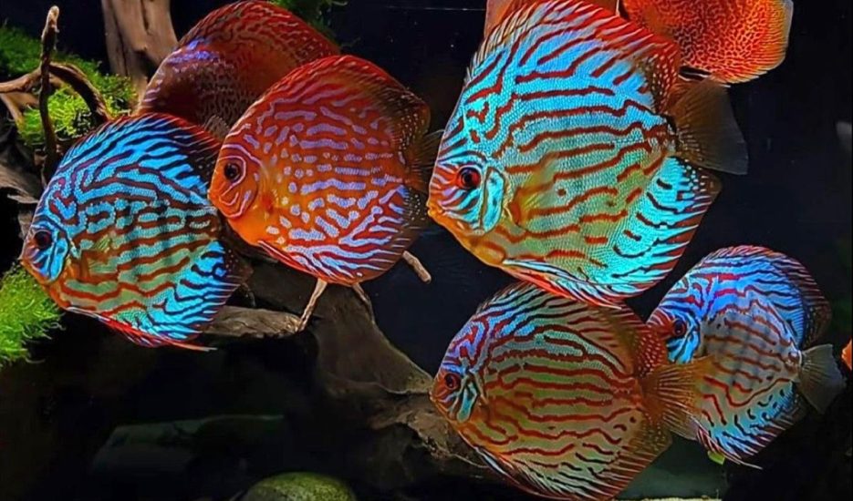 تاریخچه شگفت‌انگیز آکواریوم‌داری؛ از مصر باستان تا مدرن