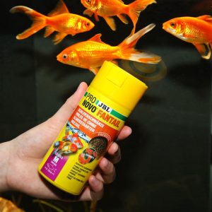 PRONOVO FANTAIL GRANO M