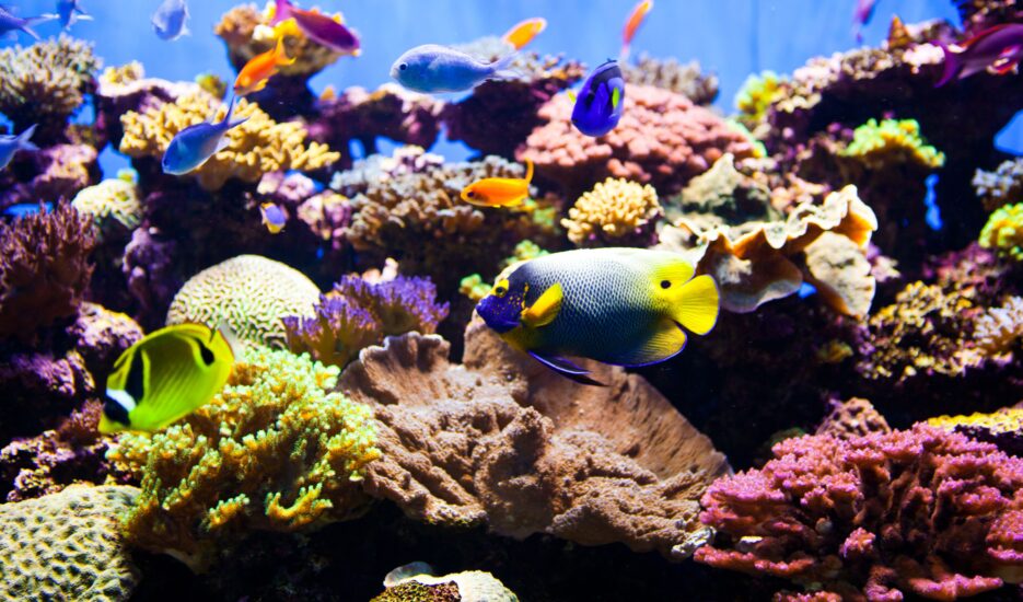 آکواریوم های مرجانی یا ریف aquarium Reef
