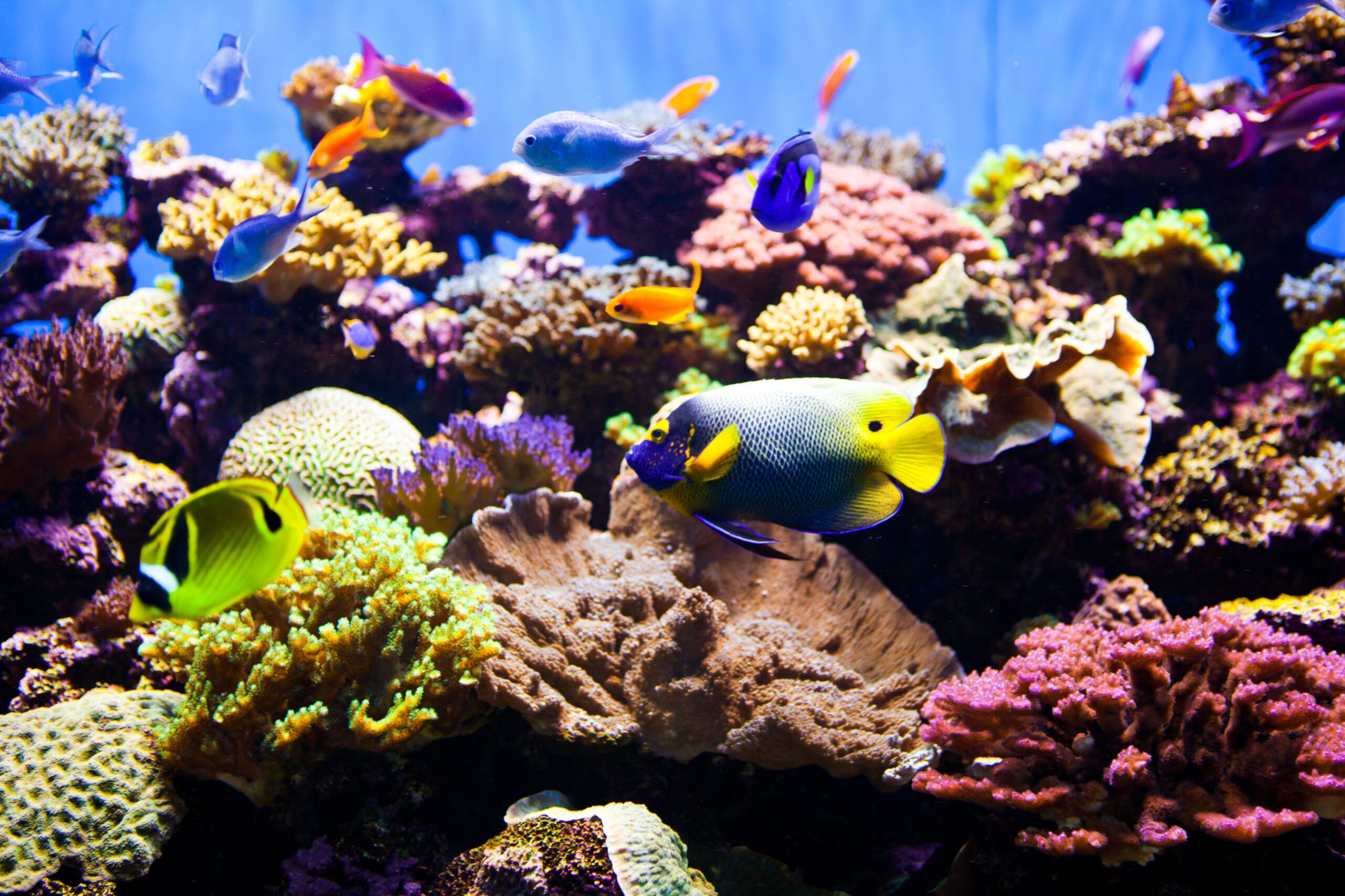 آکواریوم های مرجانی یا ریف aquarium Reef
